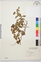小葉黃鱔藤藏品圖，第2張