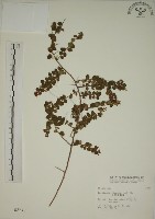 小葉黃鱔藤藏品圖，第1張