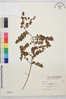 小葉黃鱔藤藏品圖，第2張