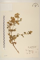 臺灣澤蘭藏品圖，第1張