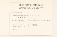 臺灣澤蘭藏品圖，第2張