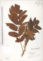 羅氏鹽膚木藏品圖，第1張