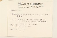 蔓澤蘭藏品圖，第2張