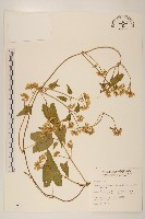 蔓澤蘭藏品圖，第1張