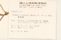 蔓澤蘭藏品圖，第2張