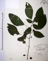長梗盤花麻藏品圖，第1張