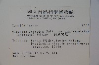 狹葉莢迷藏品圖，第2張