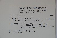 狹葉莢迷藏品圖，第2張