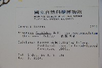 狹葉莢迷藏品圖，第2張