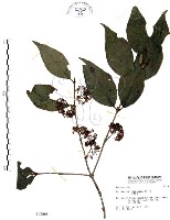 杜虹花，台灣紫珠藏品圖，第1張