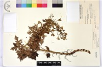 臺灣烏頭藏品圖，第1張