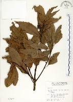 青剛櫟藏品圖，第1張