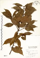 青剛櫟藏品圖，第1張