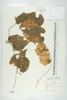 王瓜藏品圖，第1張