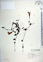 倒地蜈蚣、四角銅鑼藏品圖，第1張