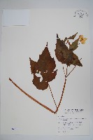 水鴨腳藏品圖，第1張