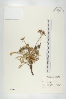 玉山山蘿蔔藏品圖，第1張