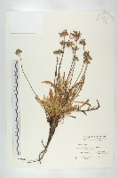 玉山山蘿蔔藏品圖，第1張