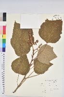 野桐藏品圖，第1張