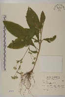 地膽草、毛蓮菜藏品圖，第1張