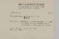 地膽草、毛蓮菜藏品圖，第2張