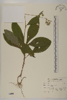 地膽草、毛蓮菜藏品圖，第1張