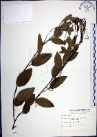 大葉山螞蝗藏品圖，第1張