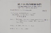早田氏爵床藏品圖，第2張