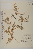 臺灣狗娃花藏品圖，第1張