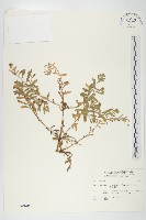 狗娃花藏品圖，第1張