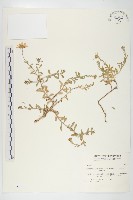 狗娃花藏品圖，第1張