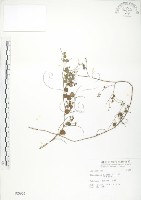 小葉括根藏品圖，第1張