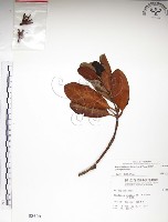 水筆仔藏品圖，第1張