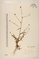 矮菊藏品圖，第1張