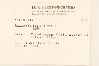 矮菊藏品圖，第2張