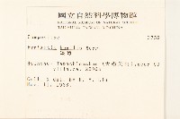 矮菊藏品圖，第2張