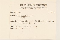 矮菊藏品圖，第2張