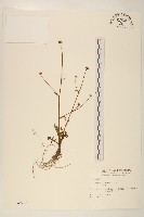 矮菊藏品圖，第1張