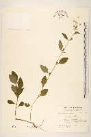 一枝香藏品圖，第1張