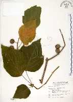 構樹藏品圖，第1張