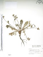 玉山金梅藏品圖，第1張