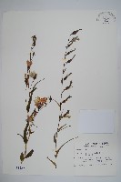 玉山沙參藏品圖，第1張