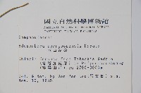 玉山沙參藏品圖，第2張