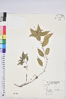 山靛藏品圖，第1張