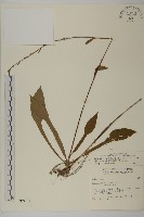 臺灣鬼督郵藏品圖，第1張