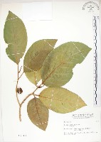 大冇榕、稜果榕藏品圖，第1張