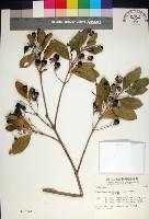 苦林盤藏品圖，第1張