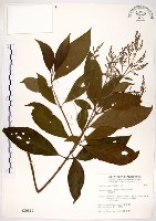 水金京藏品圖，第1張