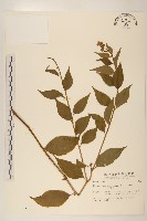 小舌菊、蔓綿菜藏品圖，第1張