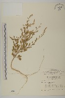 變葉藜藏品圖，第1張